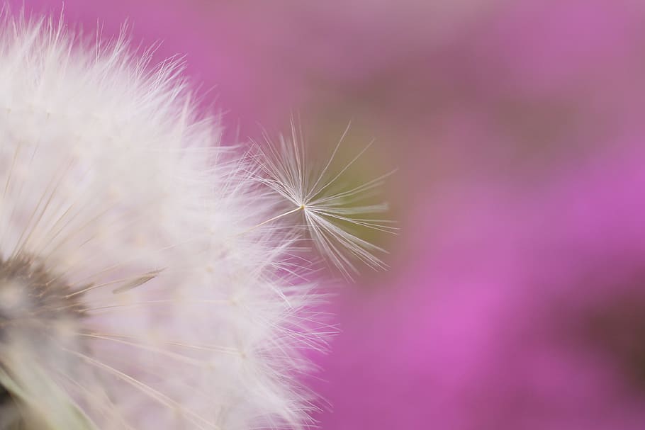 selective-focus white dandelion flower, flying seeds, same HD wallpaper