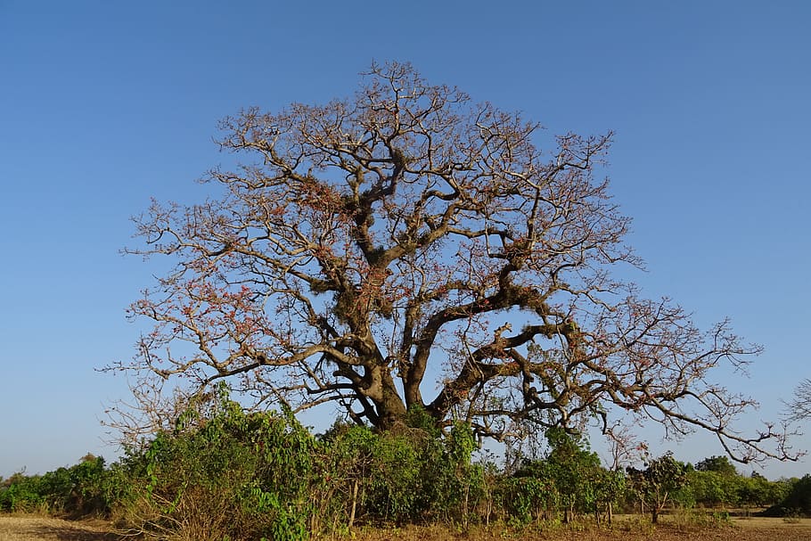 Tree, Old, Heritage, Flower, shimul, bombax ceiba, cotton tree HD wallpaper