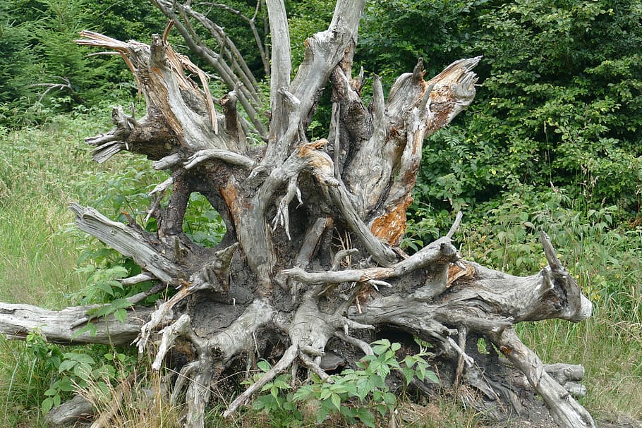 root, large, gigantic, nature, forest, tree, plant, tree trunk HD wallpaper