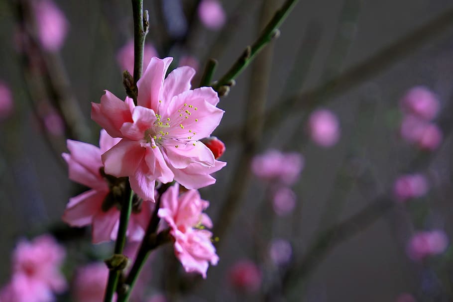 Những bông hoa Cherry, đào và những loại hoa xuân tươi đẹp khác sẽ là những họa tiết rực rỡ và rạng rỡ trên desktop của bạn. Chọn ngay hình nền HD để tạo cảm giác sinh động, tươi vui và đầy sức sống cho màn hình máy tính của bạn.