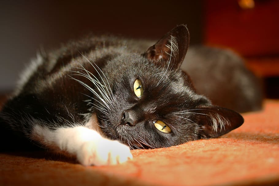 black cat, stare, pet, domestic cat, mammal, animal, animal themes HD wallpaper