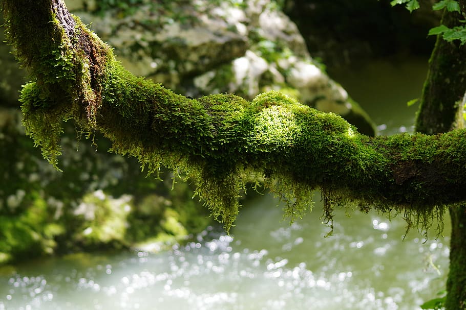 nature, water, macro, forest, tree, green Color, moss, plant HD wallpaper