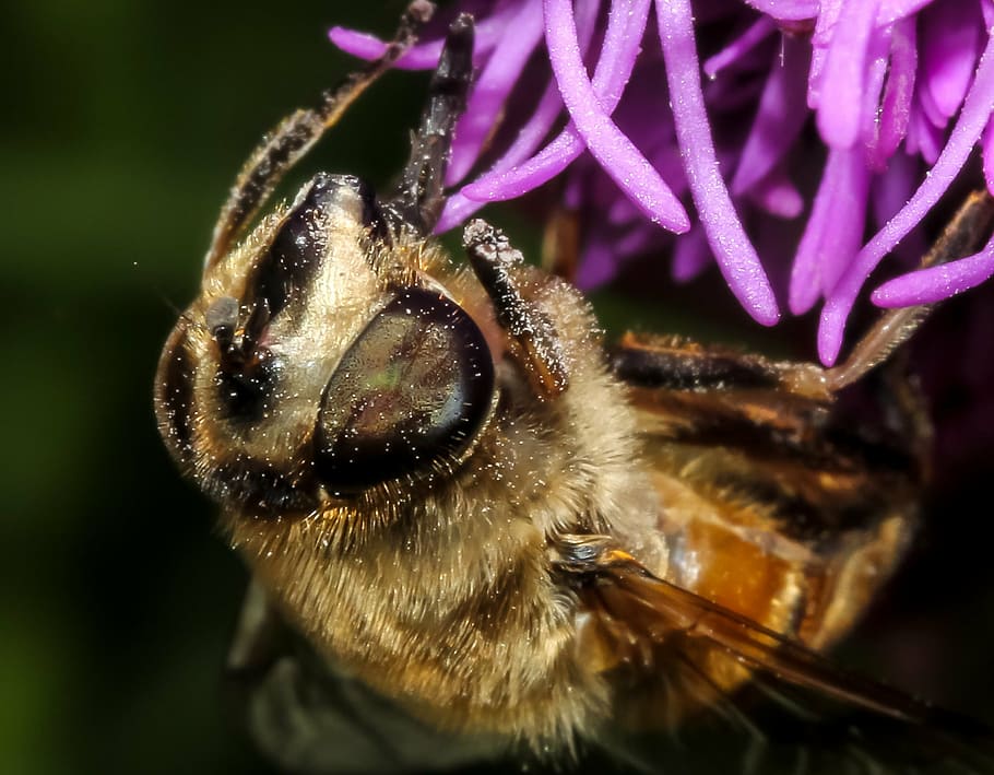 bee, insect, nature, honey, animal, fly, bug, yellow, wild HD wallpaper