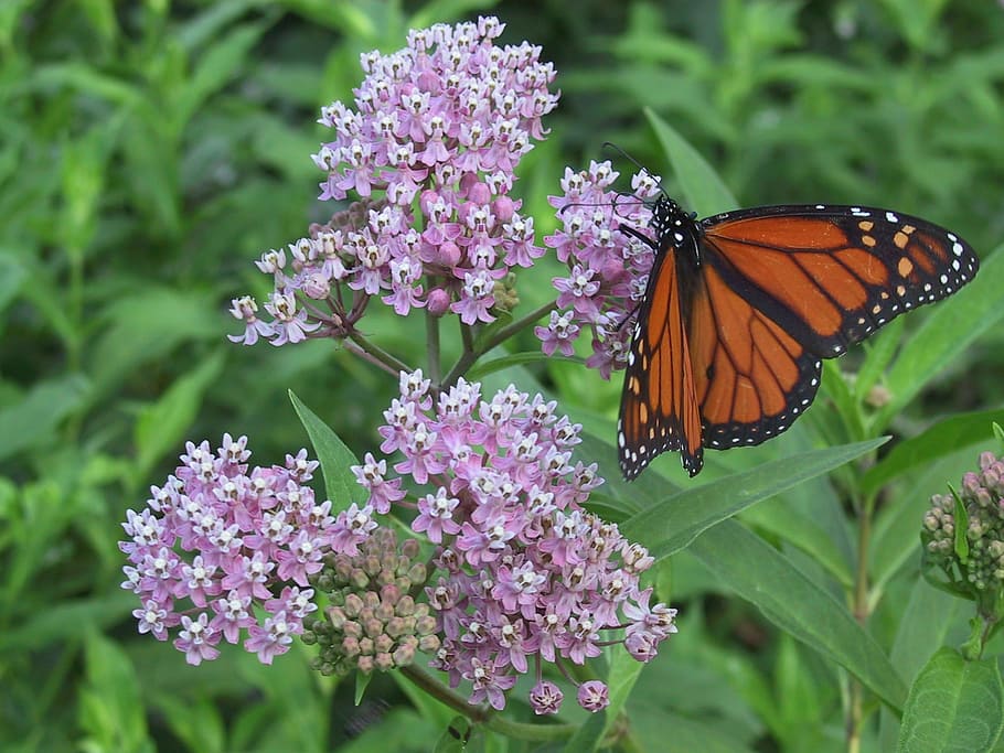 monarch, milkweed, orange, butterfly, nature, insect, summer, HD wallpaper