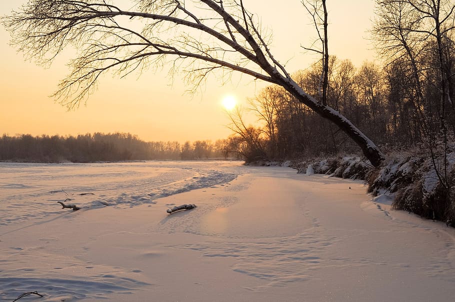photo of leafless tree near body of water during golden hour HD wallpaper