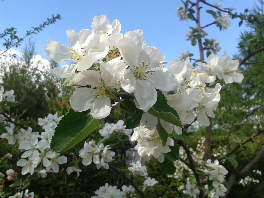 white, spring, tree, sprig, nature, springtime, flower, branch HD wallpaper