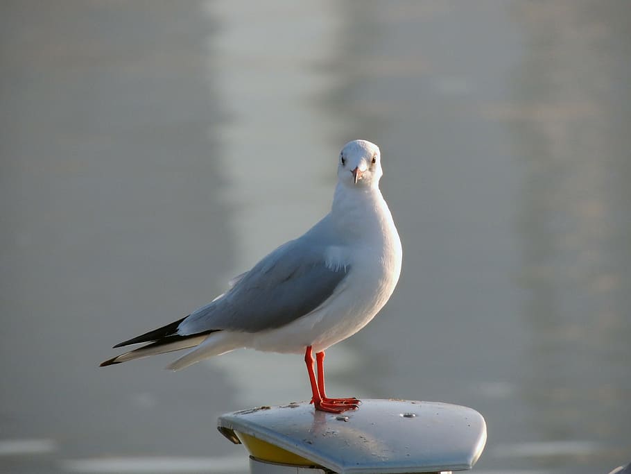 seagull, birds, unity, wildlife, water, fly, feather, ocean HD wallpaper