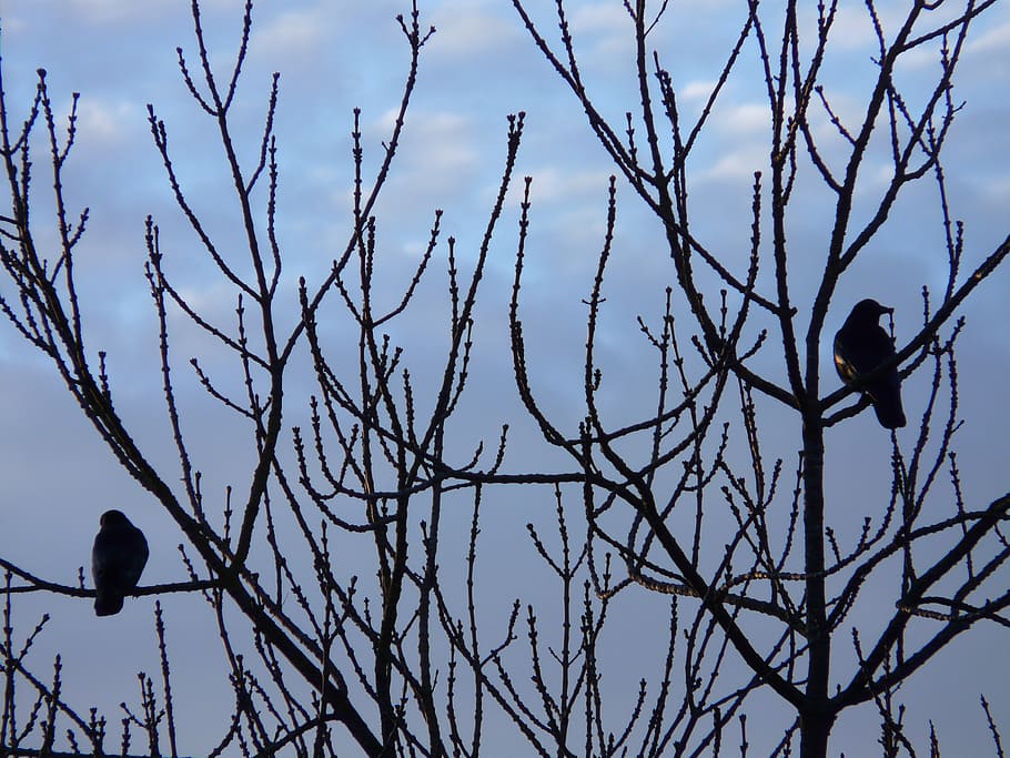 tree, birds, rest, branches, sky, evening, blackbird, animal themes HD wallpaper