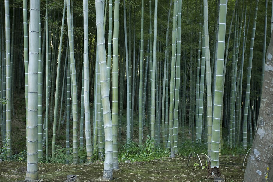 japan, trees, bamboo, forest, bamboo - plant, bamboo grove HD wallpaper