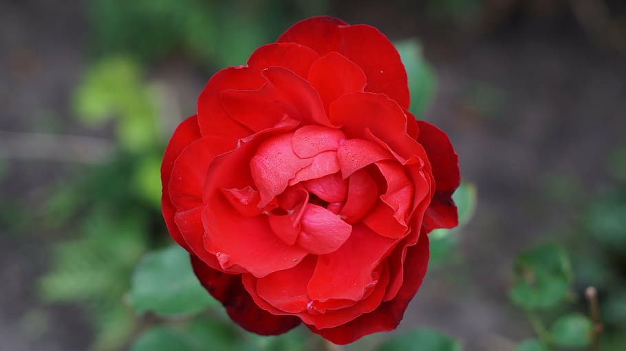 red, rose, flowers, out, without, flash, nature, beautiful HD wallpaper