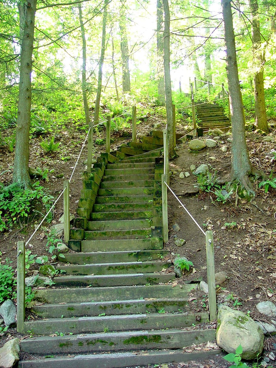 stairs, steps, wooden steps, path, forest, woods, trees, tranquil HD wallpaper