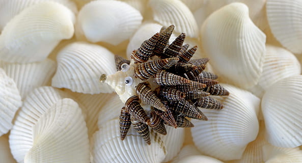 selective focus photography of seashell decor, Crafts, Sea Shells HD wallpaper