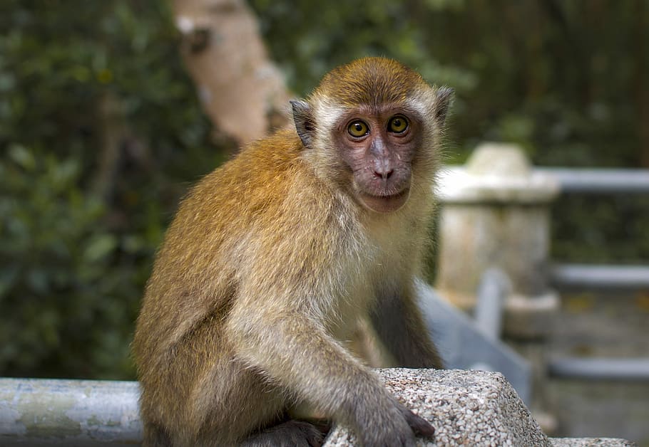 monkey, primate, wildlife, macaque, animal, jungle, mammal HD wallpaper