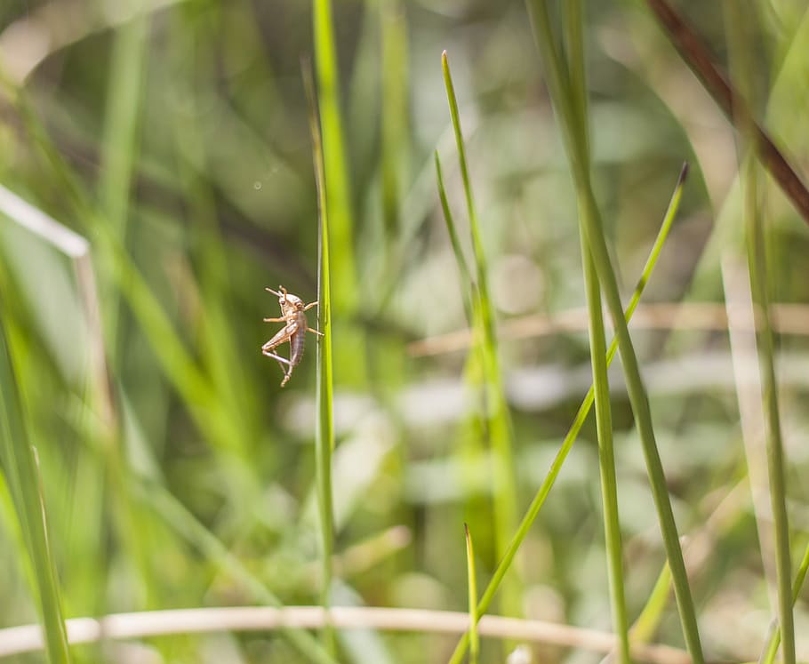 Grasshopper, Wildlife, Nature, Bug, summer, growth, plant, day HD wallpaper