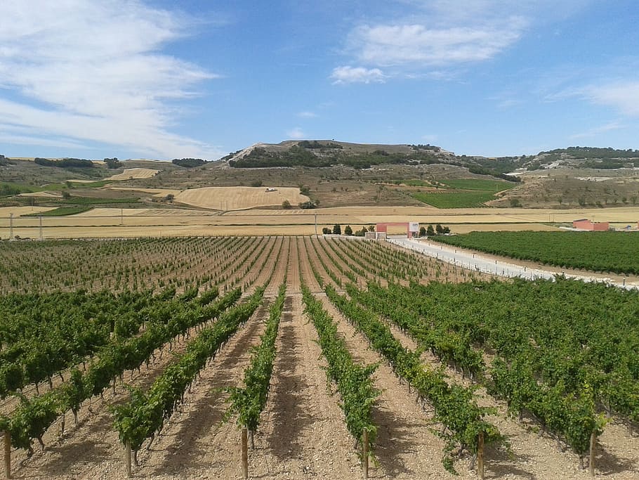 vineyards, wine, grape, landscape, agriculture, environment HD wallpaper