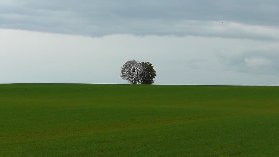 leafless tree at middle of green grass field, landscape, nature HD wallpaper
