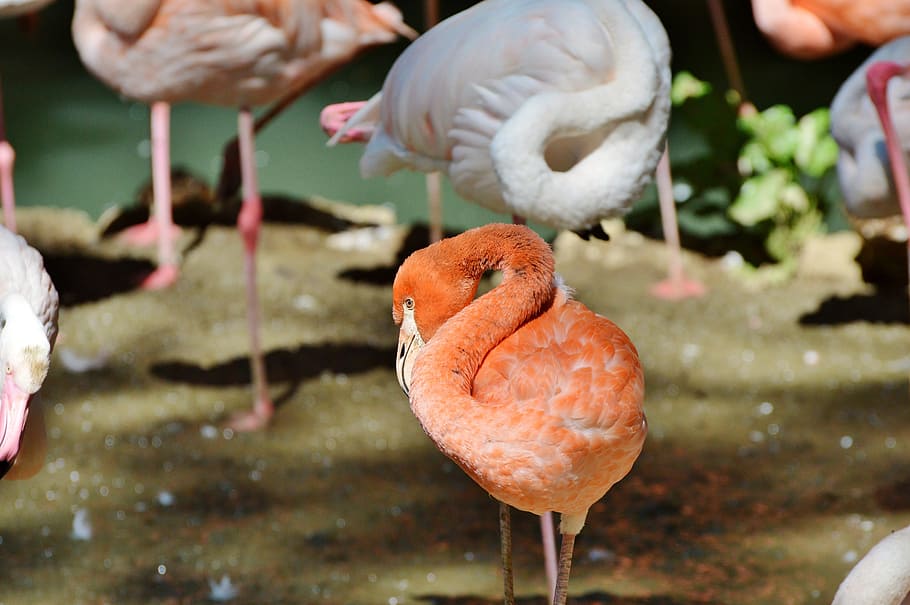 flamingo, bird, pink, bill, plumage, feather, birds, animal HD wallpaper