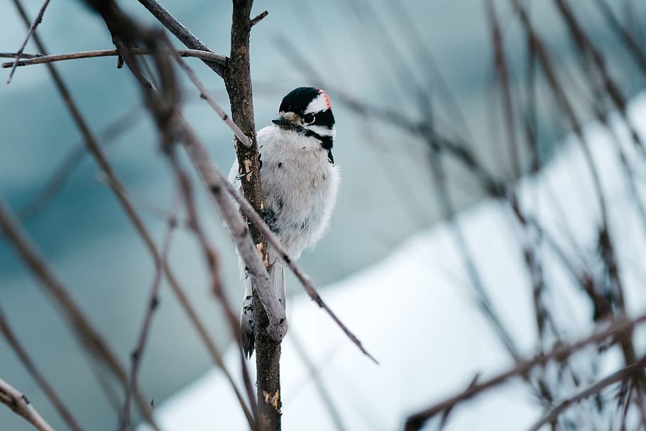 gray bird perching on tree branch, twig, spring, small, songbird HD wallpaper
