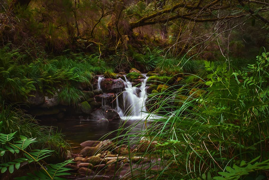 waterfall surrounded by green leafed plants, nature, tree, moss HD wallpaper