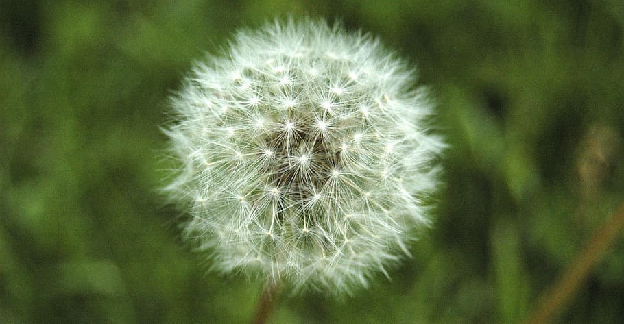 dandelion, flower, pollination, soft, white, plant, flowering plant HD wallpaper