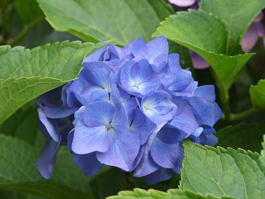 Flower, Nature, Bloom, blue, purple, leaf, plant, beauty in nature HD wallpaper
