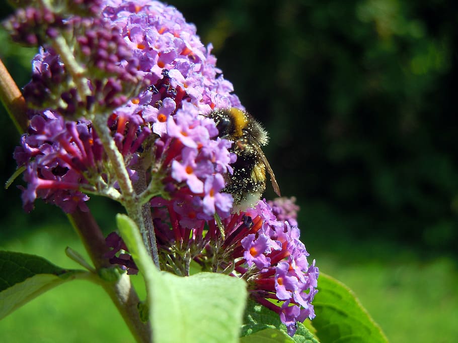 bee, lilac, insect, flowers, flowering plant, vulnerability HD wallpaper