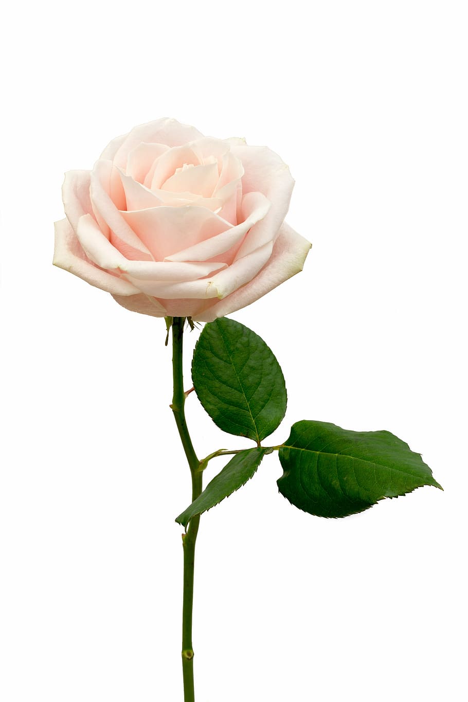 macro shot of white rose, flower, pink, pink rose, flowers HD wallpaper