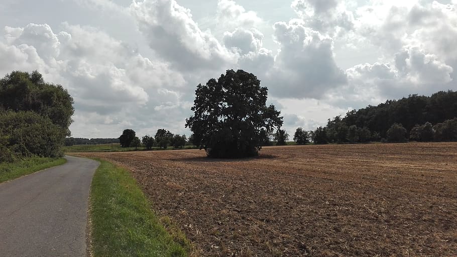 tree, field, landscape, heaven, clouds, nature, plant, sky HD wallpaper