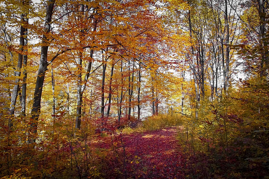 autumn tree, Red, Fall, Colours, Nature, season, forest, park HD wallpaper