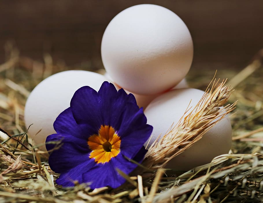 selective focus photography of purple primrose leaning on four white eggs HD wallpaper