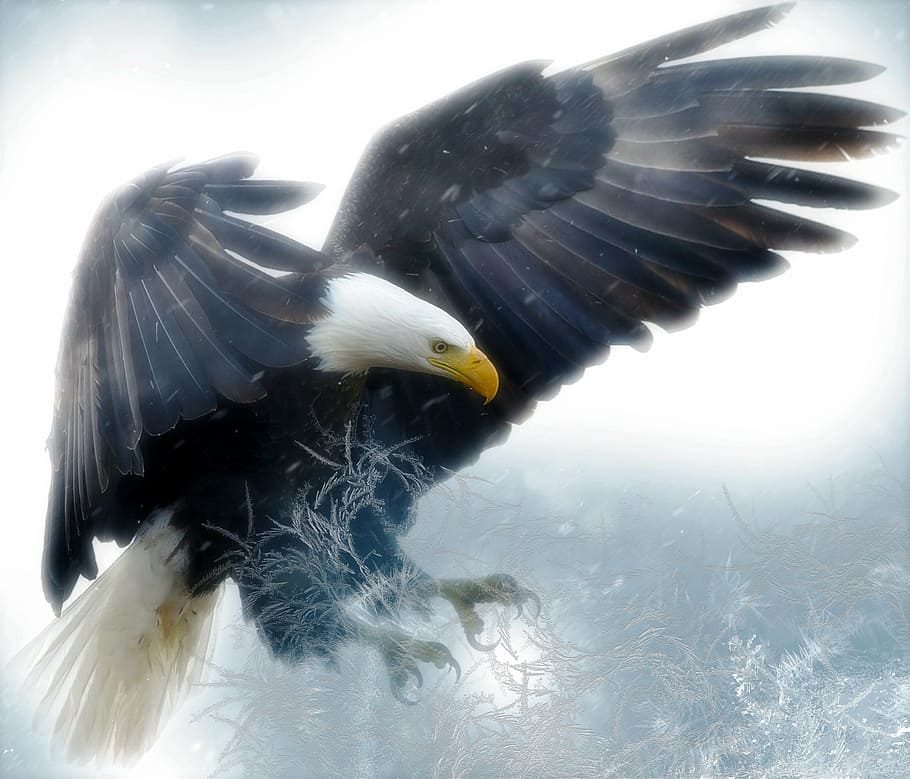 shallow focus photography of Bald eagle, bird, predator, raptor, HD wallpaper