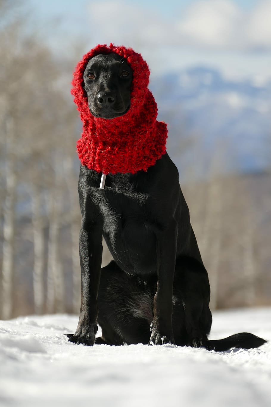 black dog sitting on snow wearing beanie, adult black Labrador retriever wearing red scarf, HD wallpaper