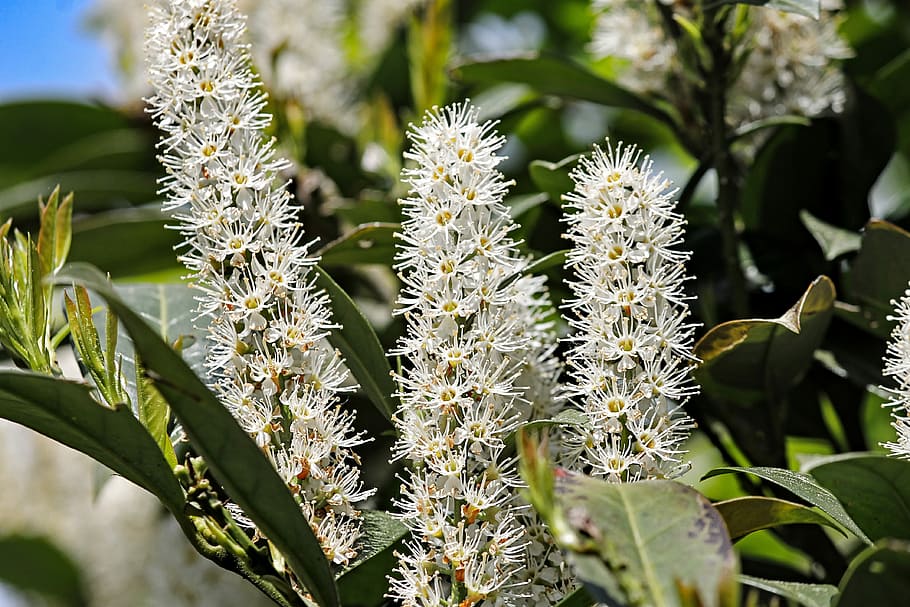 Hd Wallpaper: Cherry Laurel, Prunus Laurocerasus, Blossom, Bloom, Plant 