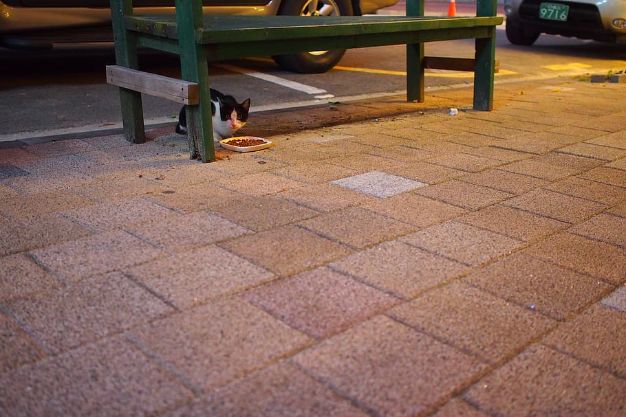 Hd Wallpaper Cat Street Cat Nyan Seat Footpath Day One Images, Photos, Reviews