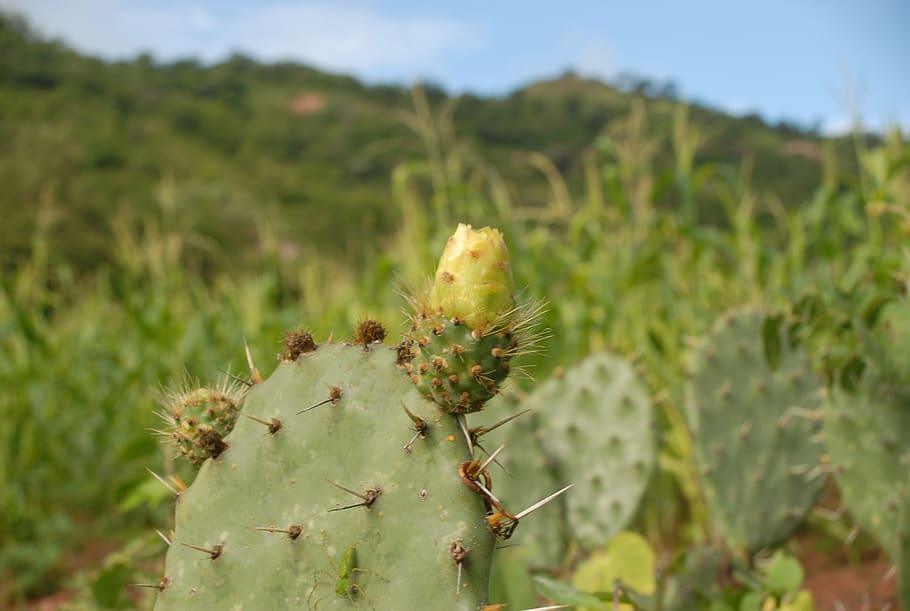flora, wild, flowers, plant, growth, green color, nature, cactus HD wallpaper
