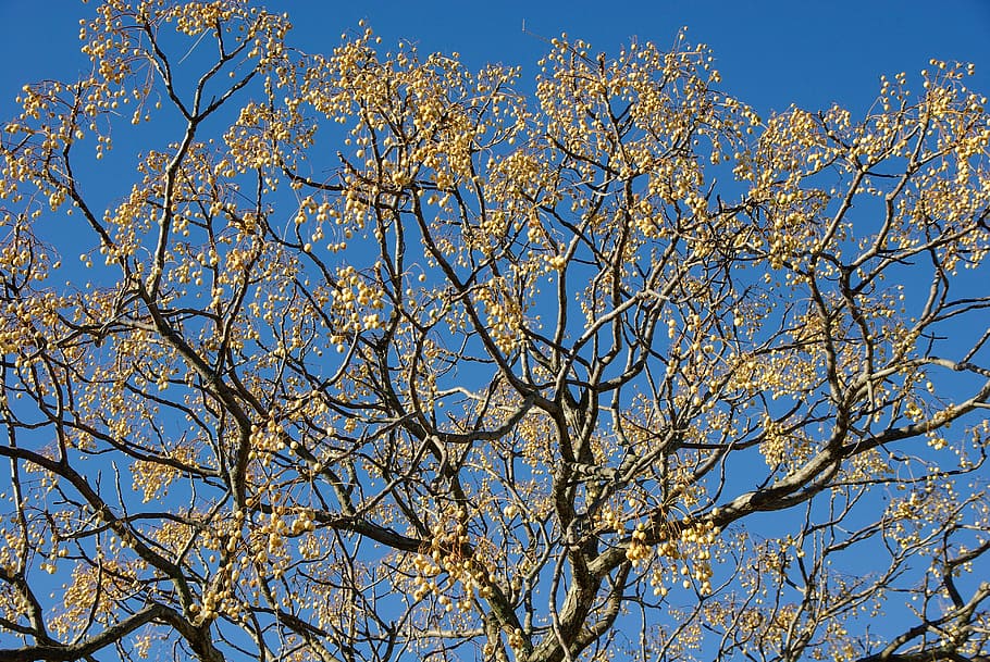 tree, branches, winter, bowls, blue sky, plant, low angle view HD wallpaper