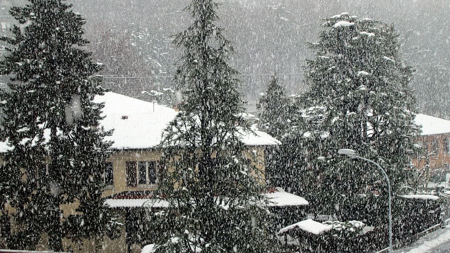 snow, winter, cold, cold temperature, tree, snowing, plant HD wallpaper