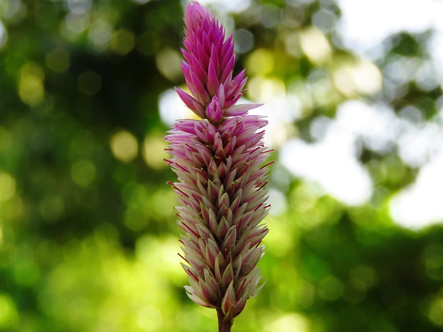 flower, zoom, close up, plant, beauty in nature, flowering plant HD wallpaper