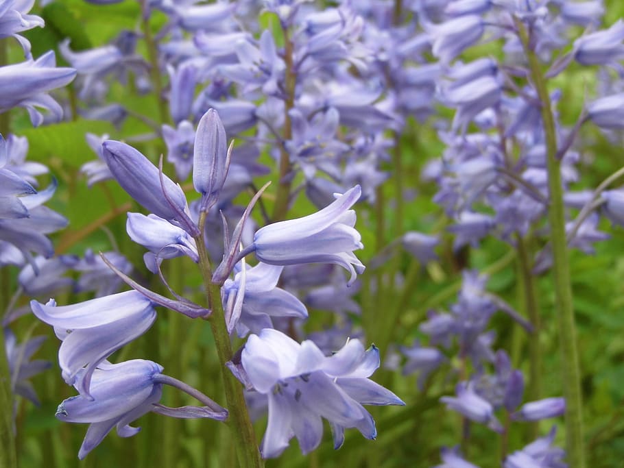 campanules, flowers, blue, flowering plant, beauty in nature HD wallpaper