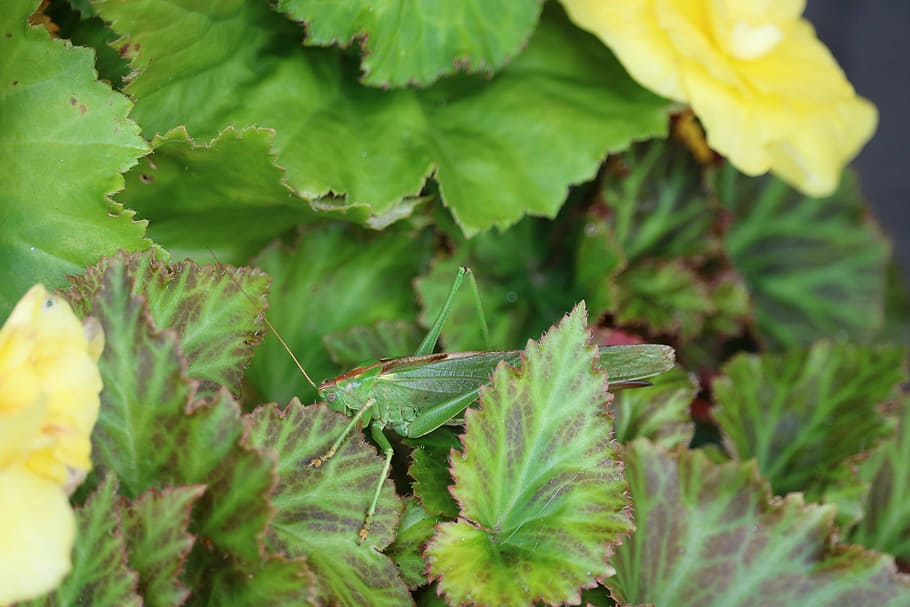 grasshopper, insect, green, close, macro, nature, animal, herb HD wallpaper