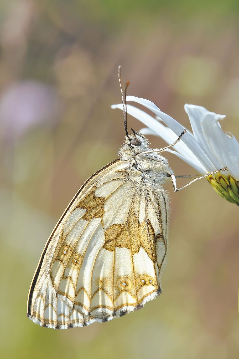 white and brown butterfly on white petaled flower, nature, insect HD wallpaper