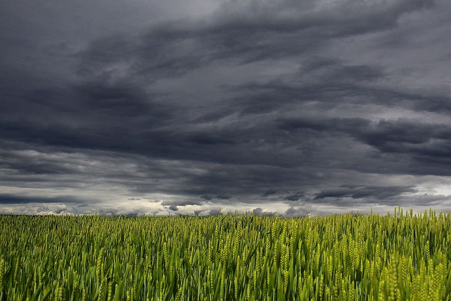 green wheat fields under cumulus nimbus clouds, summer, storm HD wallpaper