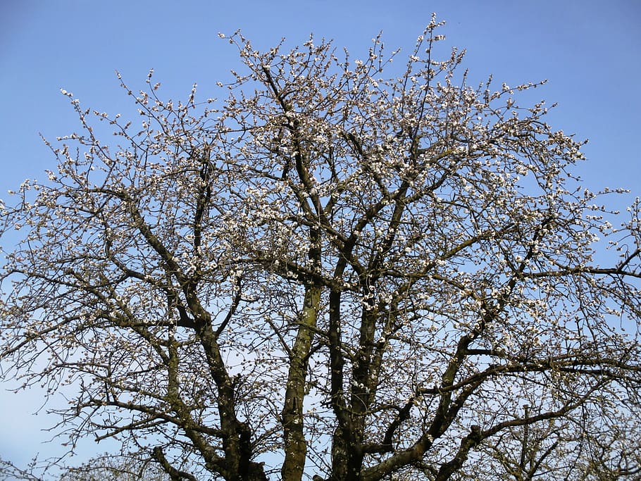 tree, apple tree, blossom, bloom, beautiful, spring, amriswil HD wallpaper
