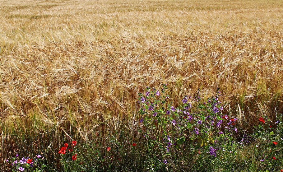 fields, wheat, wheat fields, cereals, epi, agriculture, cultures HD wallpaper