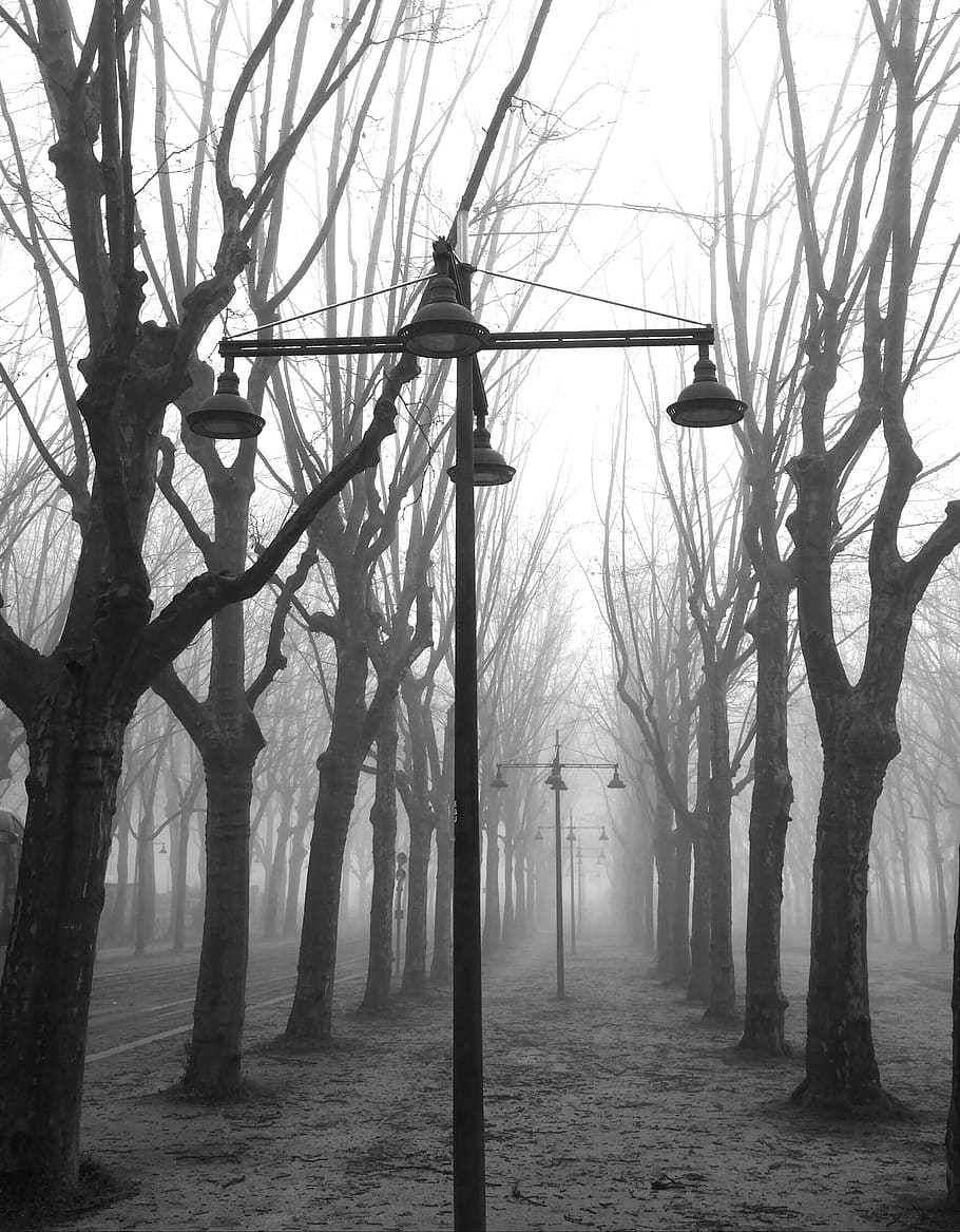 Fog, Trees, place, no people, winter, outdoors, bare tree, plant HD wallpaper
