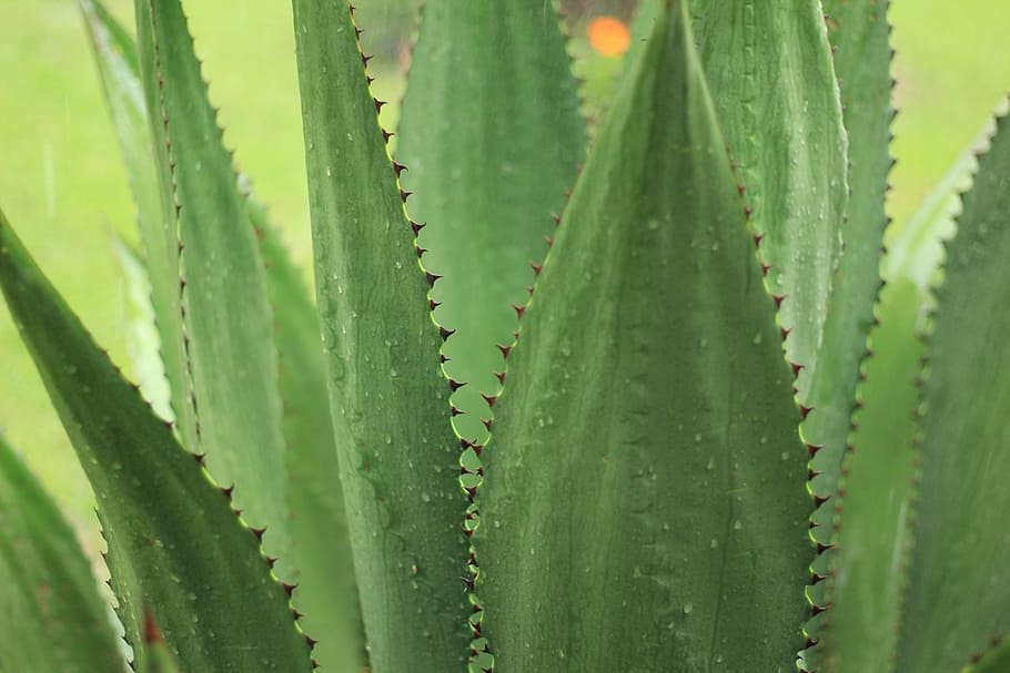 focus photography of green linear plant, agave, outdoor, nature, HD wallpaper