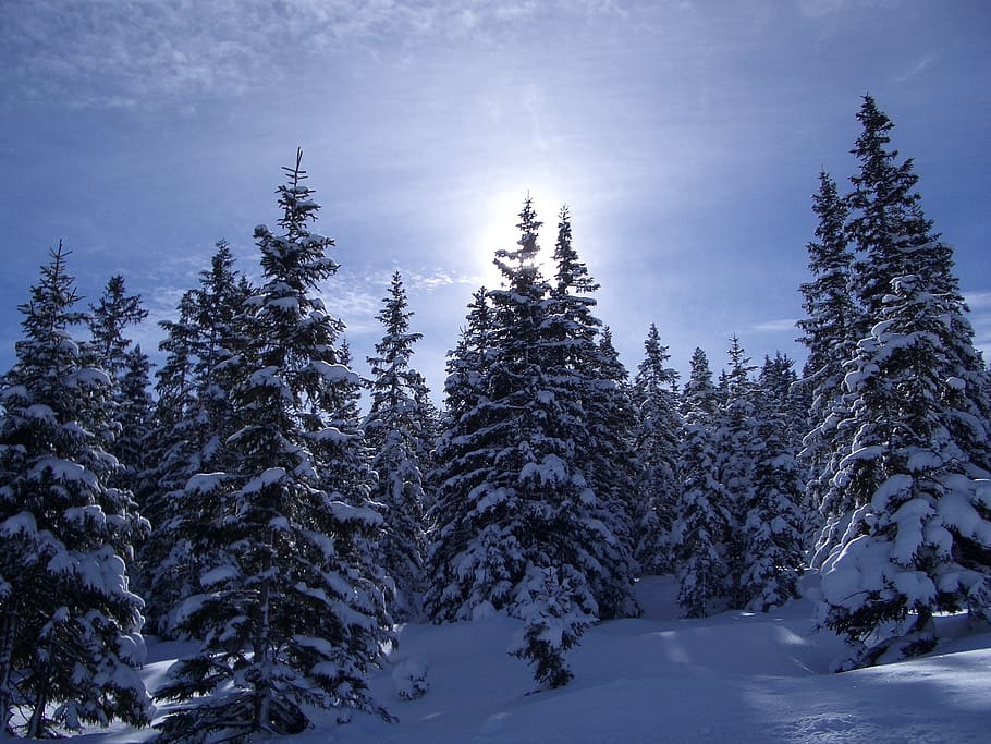 winter, trees, nature, winter trees, snow, mood, wintry, landscape HD wallpaper