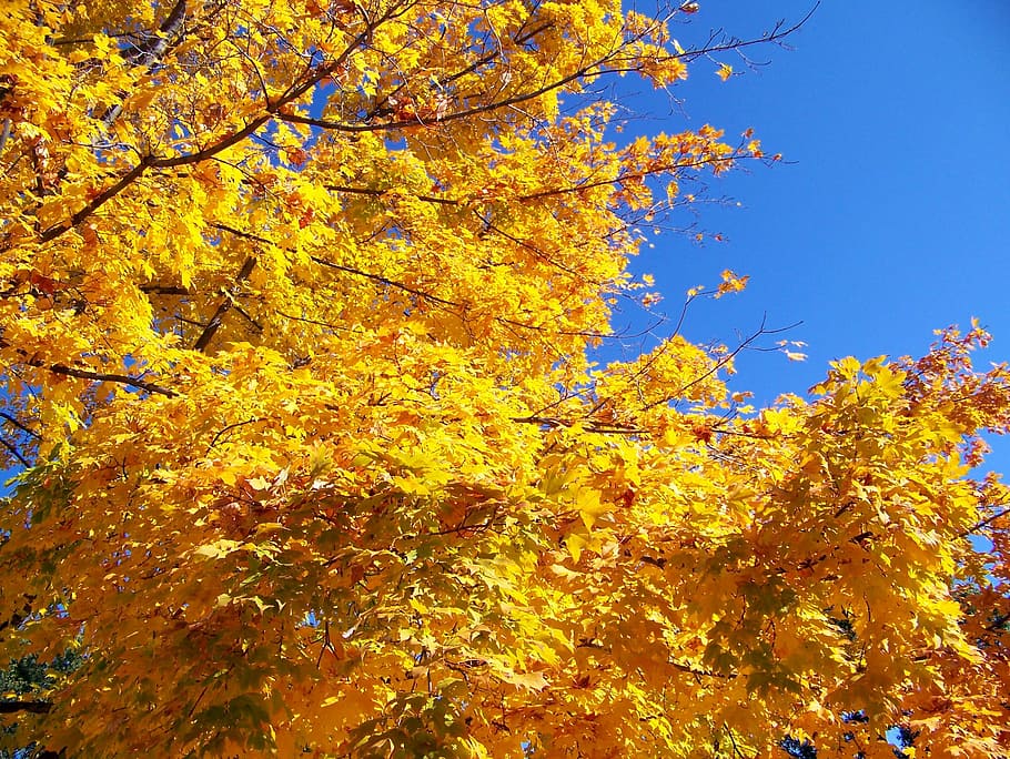 Autumn, Fall, Trees, Leaves, Blue, Sky, maple, change, leaf HD wallpaper