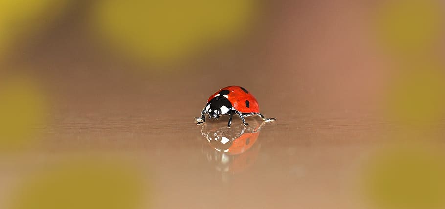 red seven-spotted ladybird in selective-focus photography, ladybug HD wallpaper