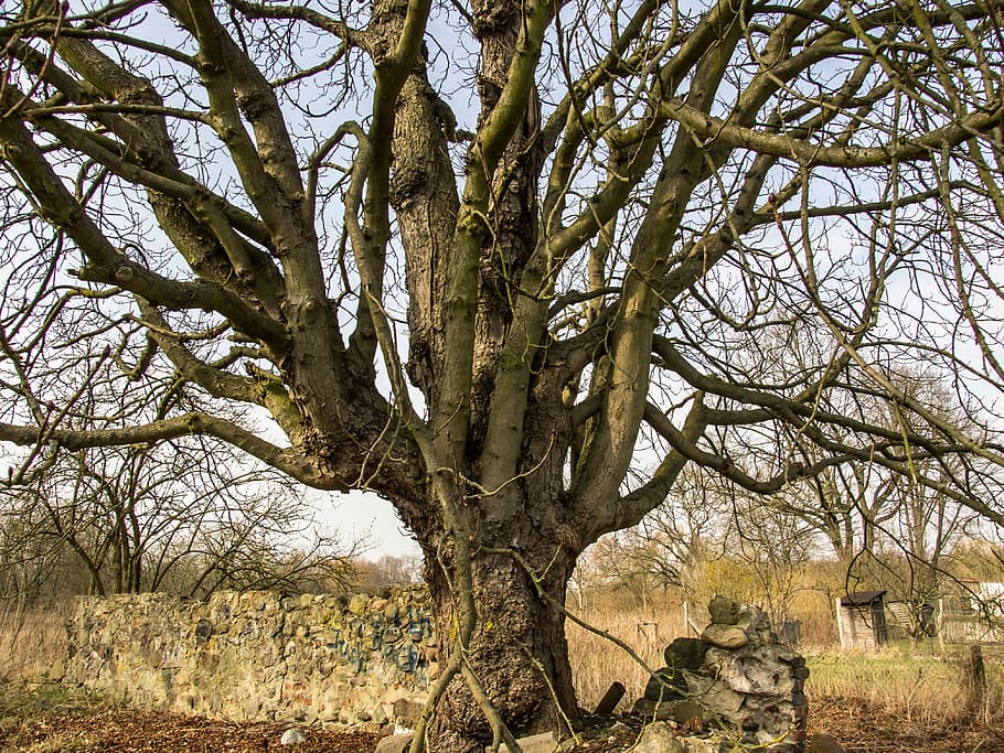 Nature, Log, Bark, Structure, gnarled, tree, bare tree, branch HD wallpaper